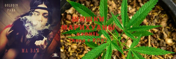 стаф Бородино